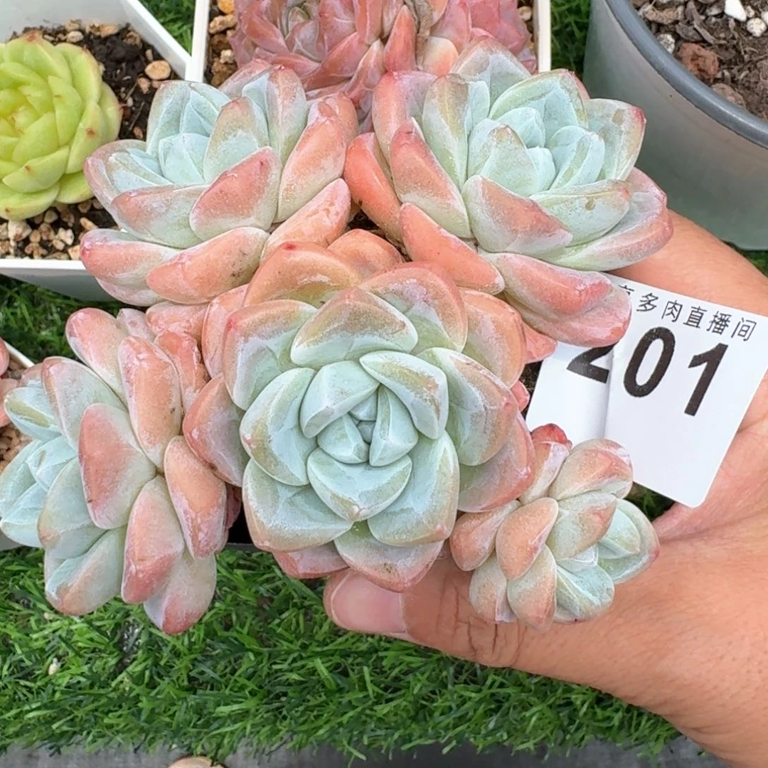 冰玉群生         多肉植物