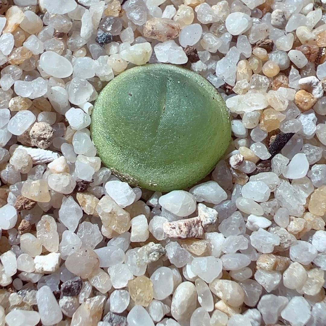 1228-167多肉多日小拉登