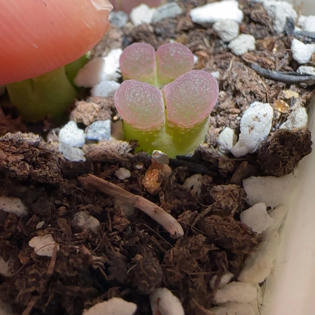 肉锥多肉植物百科-粉樱1298