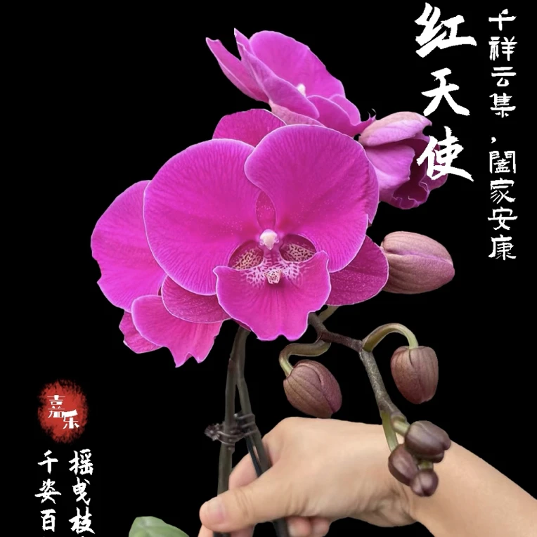 《红天使》蝴蝶兰出梗苗3.0寸双剑超大花型稀有品种