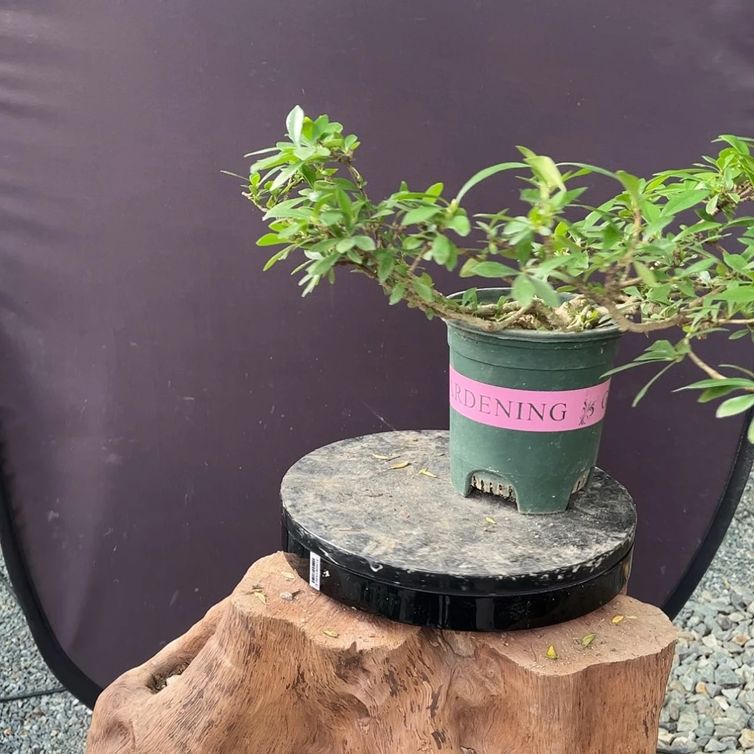 逝***痕三醋酯纤维透露了啊啊啊啊啊啊啊啊啊啊