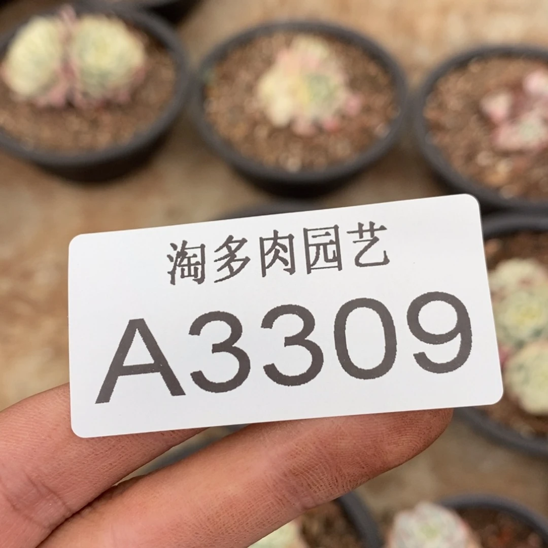 木***洪多肉植物组合A3309
