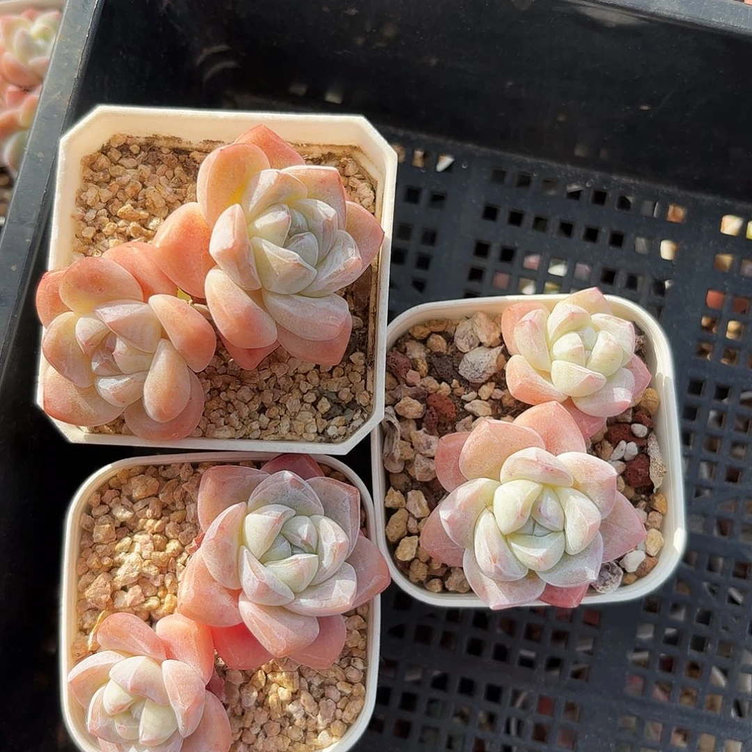 白底冰玉双头拍2发3颗一起