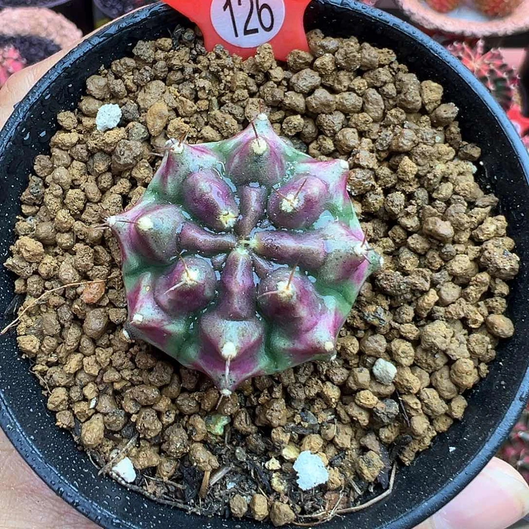 126-葡萄带盆土发货3.4厘米