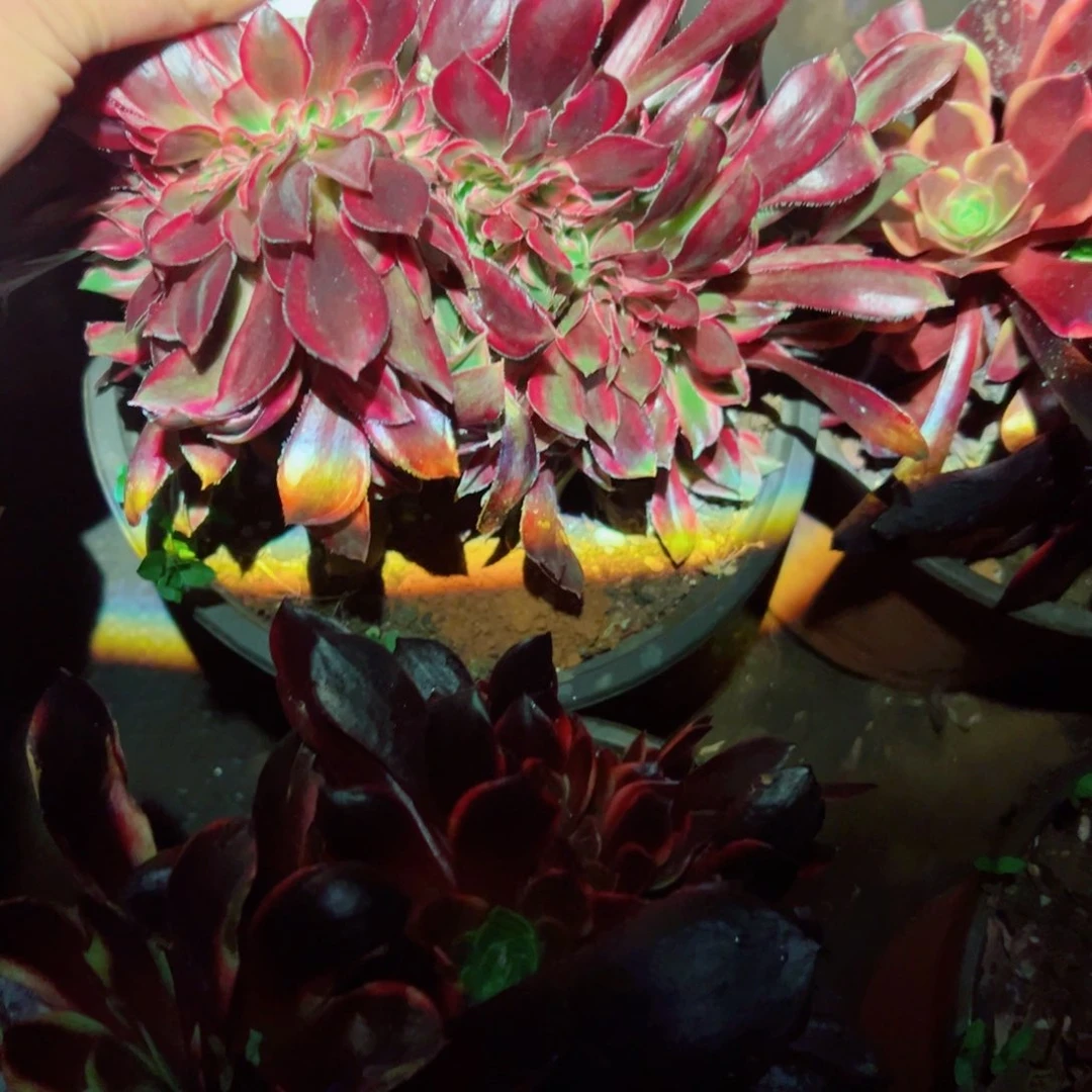 我1017 号多肉法师新年福利