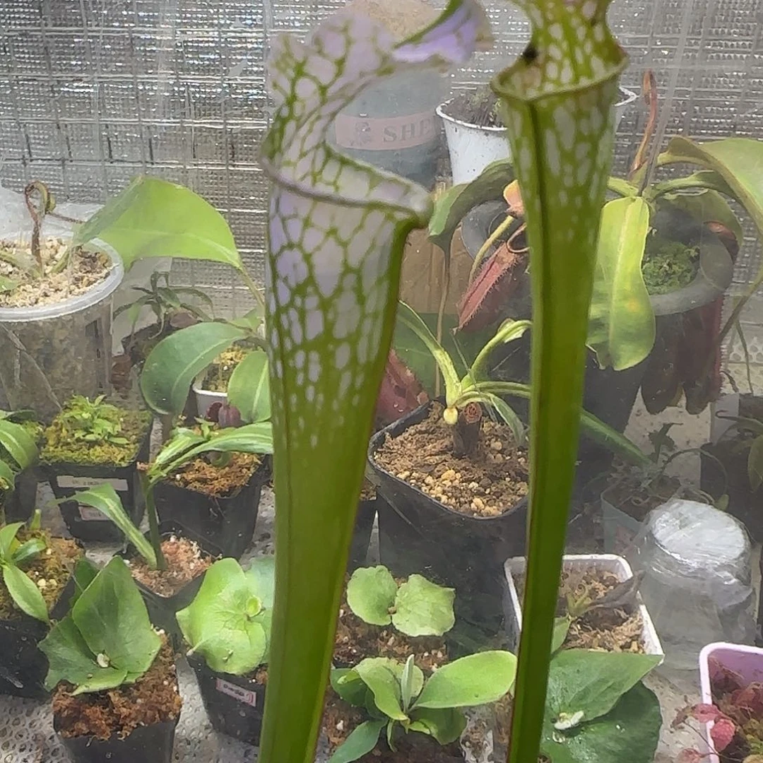 无花朵专拍白飓风
