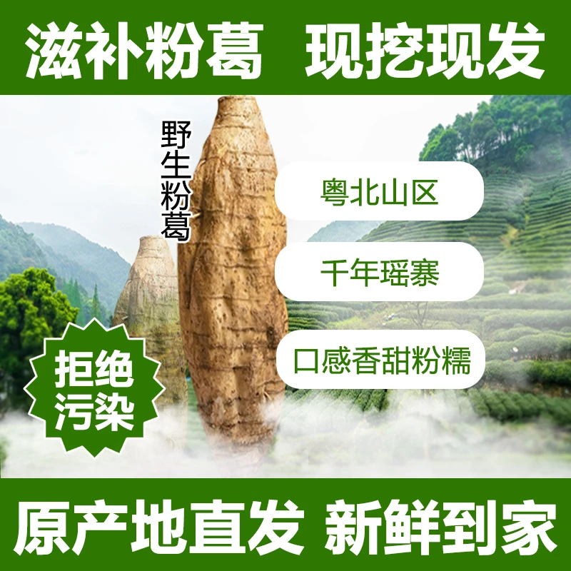 千年瑶寨粤北山区野生新鲜粉葛粤北山区无渣粉葛