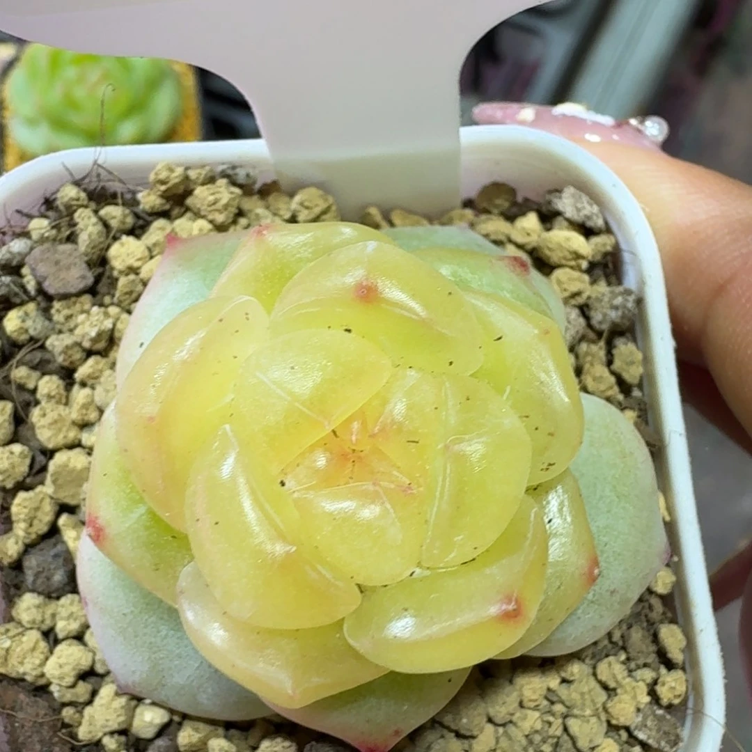 0123-0116-3015黄桃珍妮