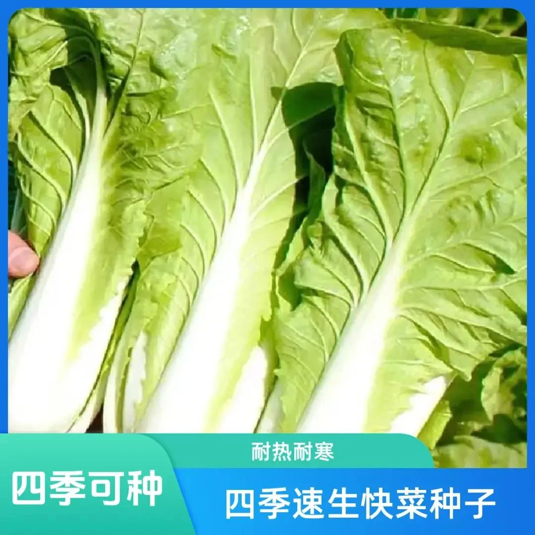 4500粒【四季速生奶油快菜种子】耐热耐寒阳台院子均可种植M