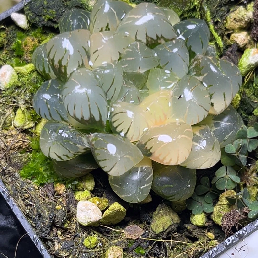十二卷多肉植物2937大紫