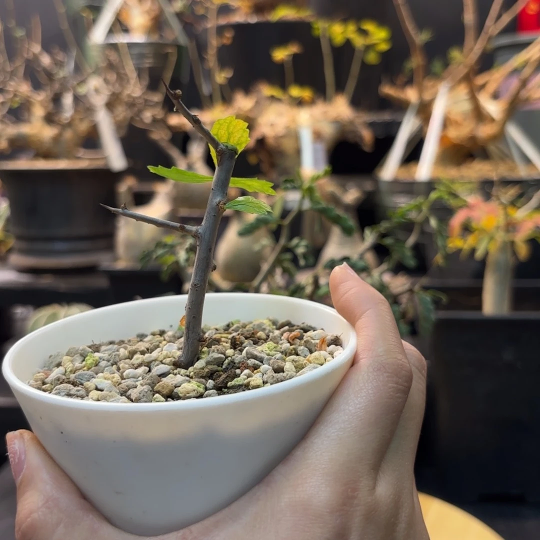 木E****c 刻叶橄榄扦插