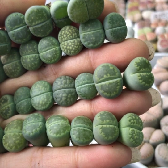 7879，1.3-1.5厘米如图26棵