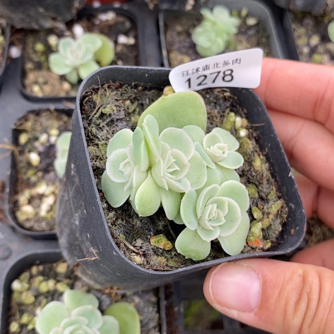 标1278虾饺一个多肉