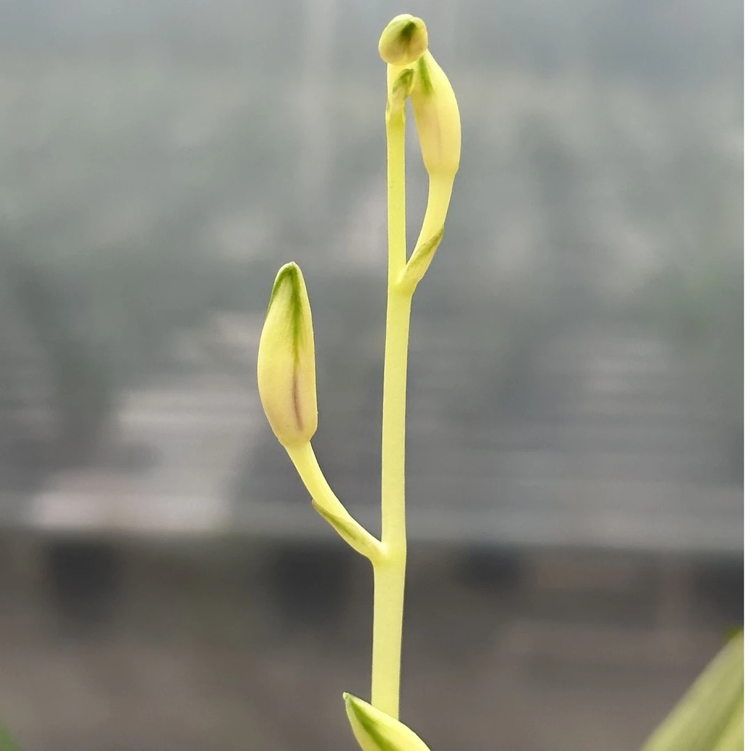 兰花 国兰 建兰 四季兰 花艺双全 彩凤