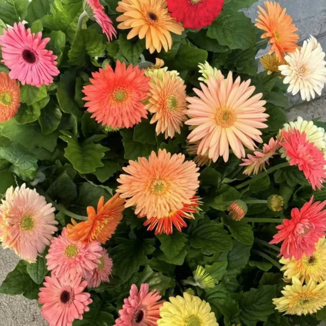 非洲菊盆栽带花苞鲜花盆栽四季开花好养易活绿植