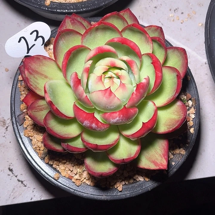 用***2惊鸿仙子一物一拍