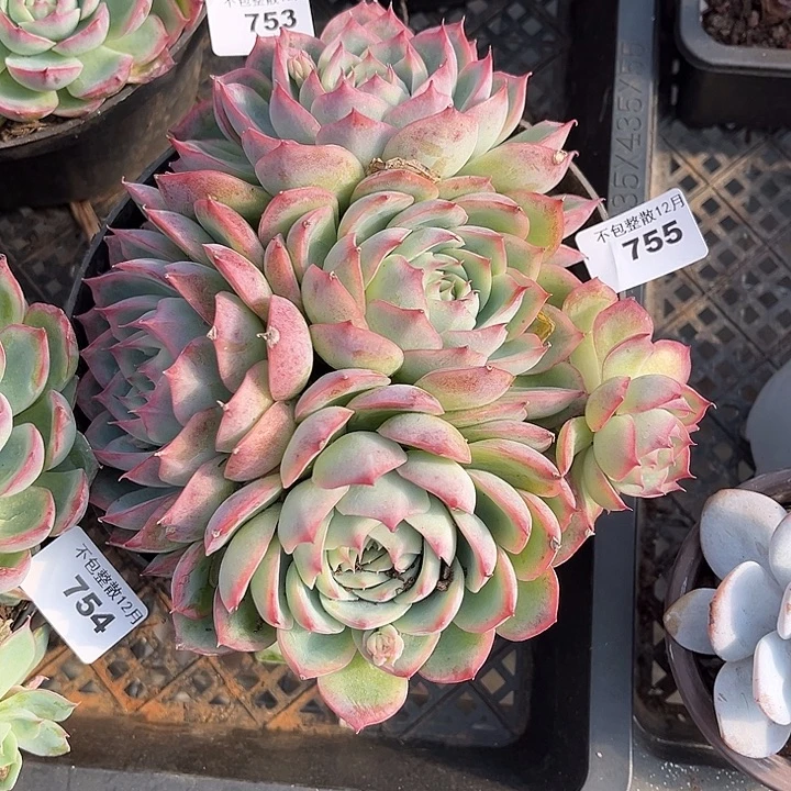 阿雅园艺。       755侧影