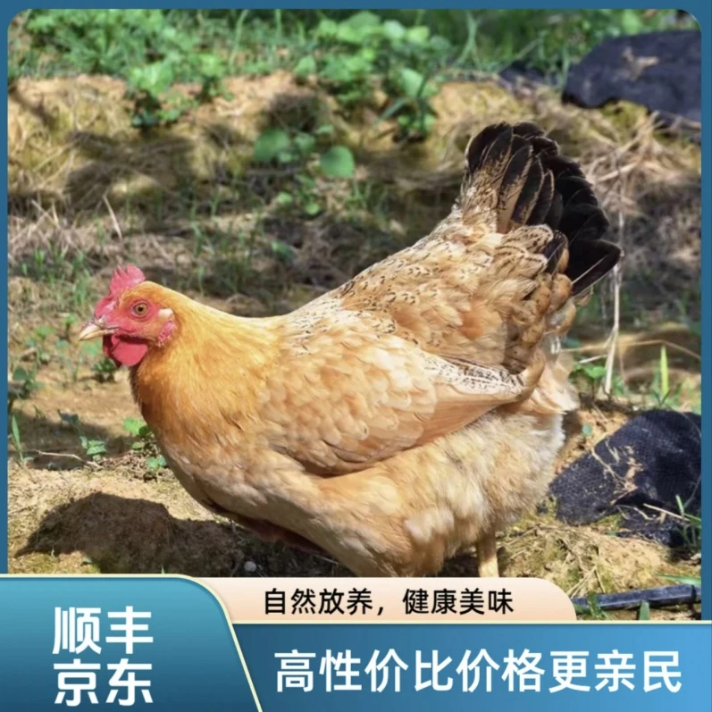 【拍1发2】农家正宗散养黄油老母鸡生鲜整鸡京东上门