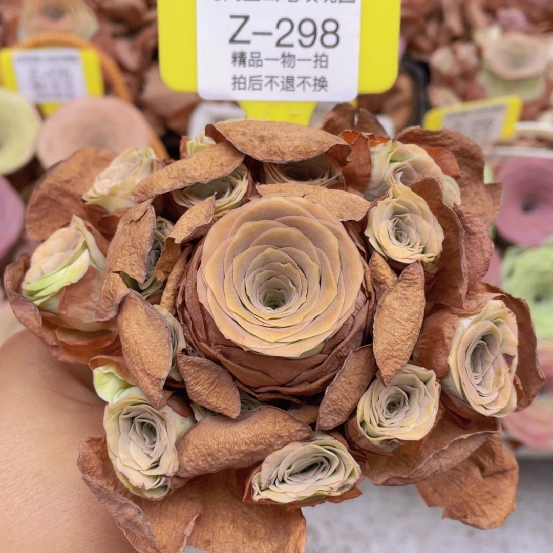 山地玫瑰Z298裸根发货不售后