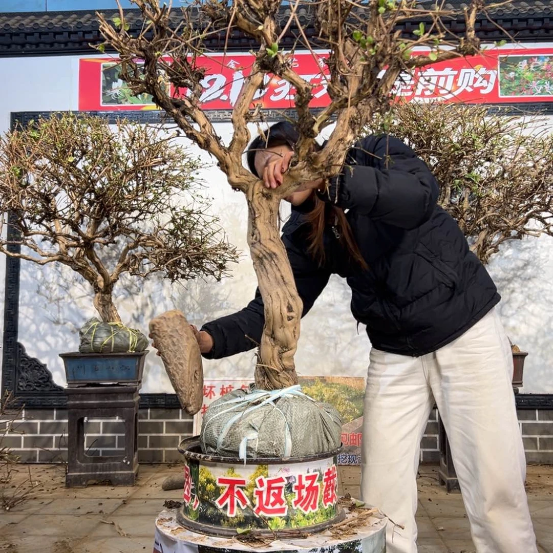 无花朵金银花45488888888888