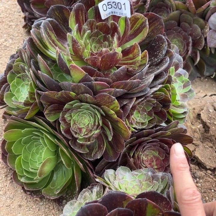 05301花月夜多肉植物