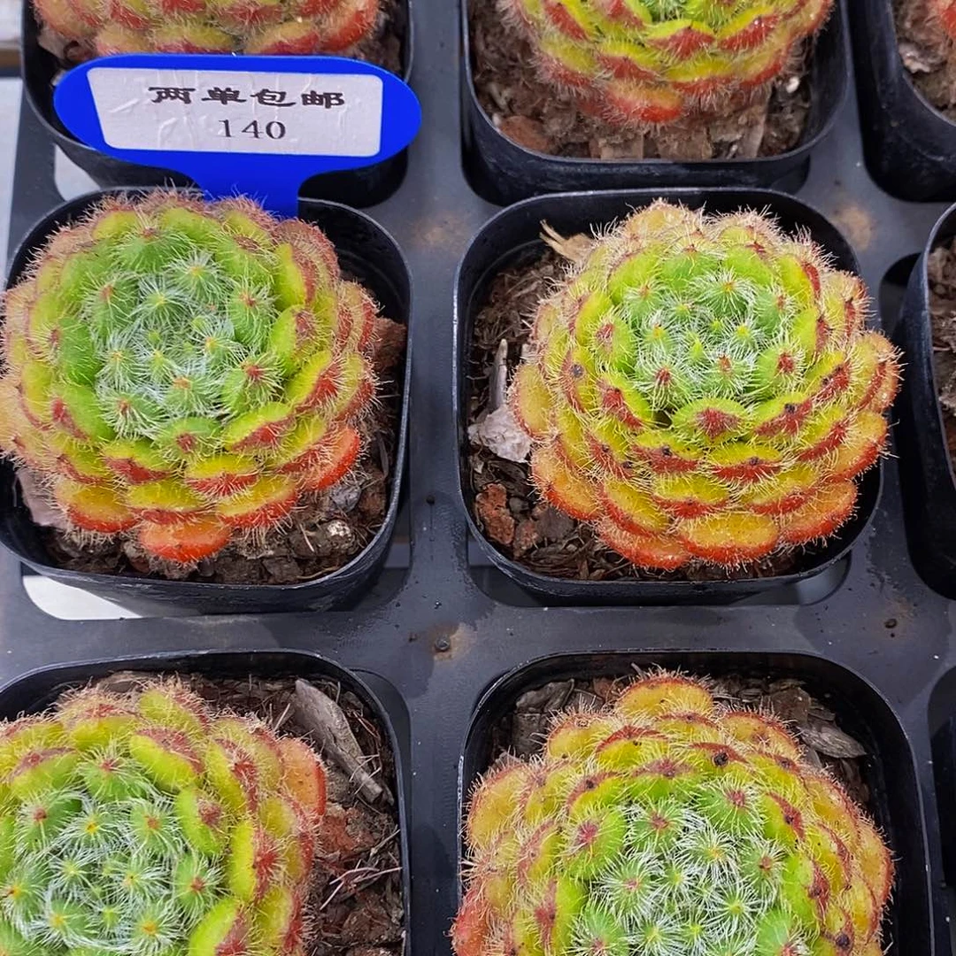 140-精品黄晶果单头一个