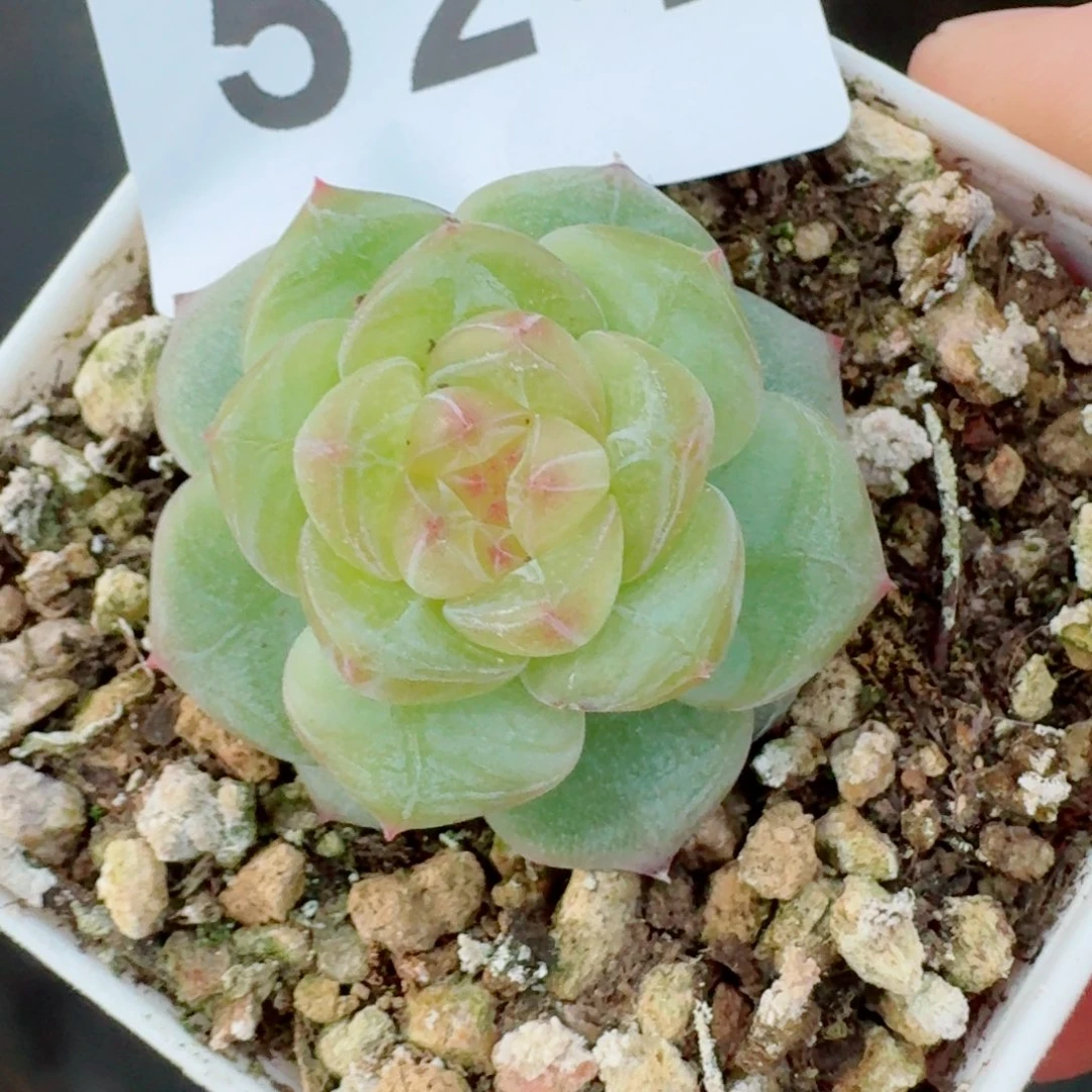 珍妮透体          开播福利