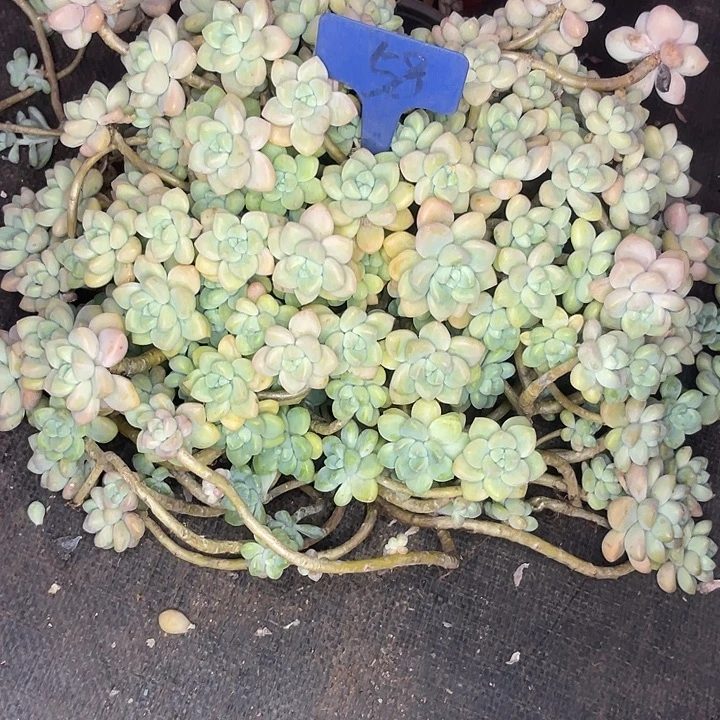 两单包邮，一物一拍58蛋糕