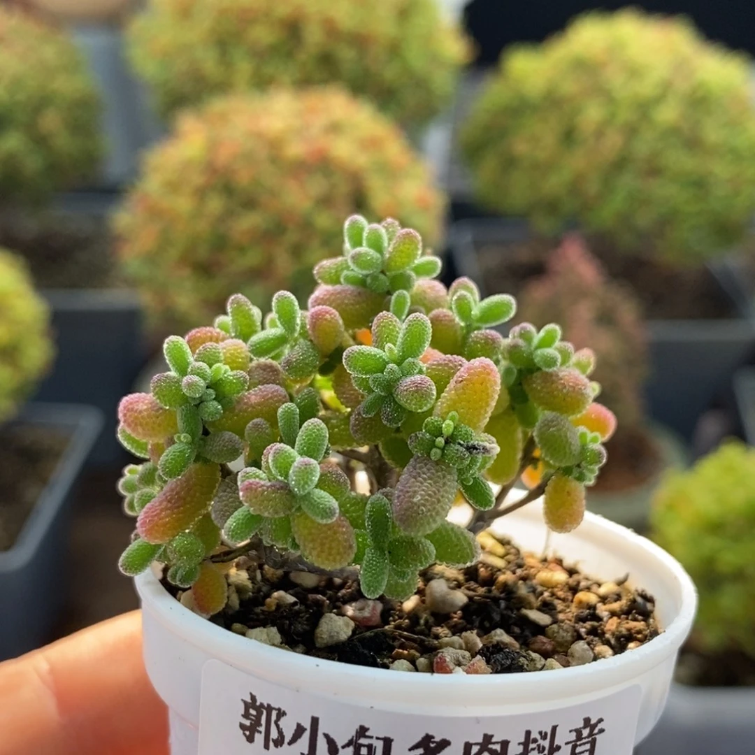 密叶糖球1765枝干番杏