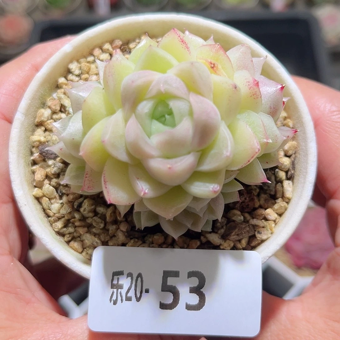 木乐20-53麦秆群