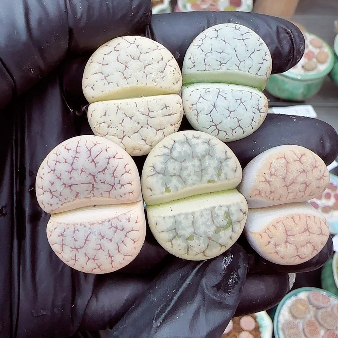 生石花18包邮0924-326