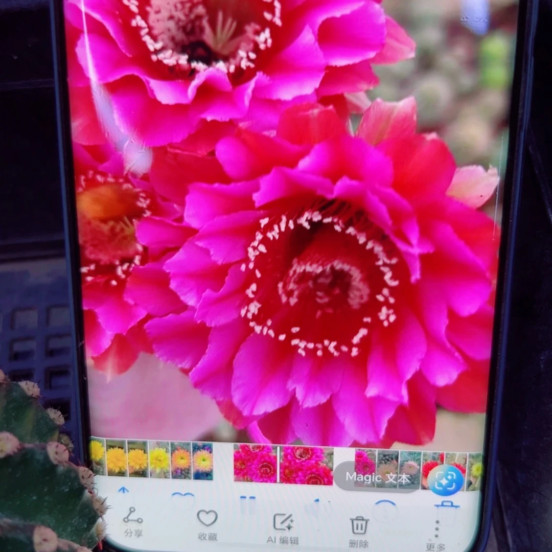 下93彩草123 歪无根侧芽6公分左右20包邮