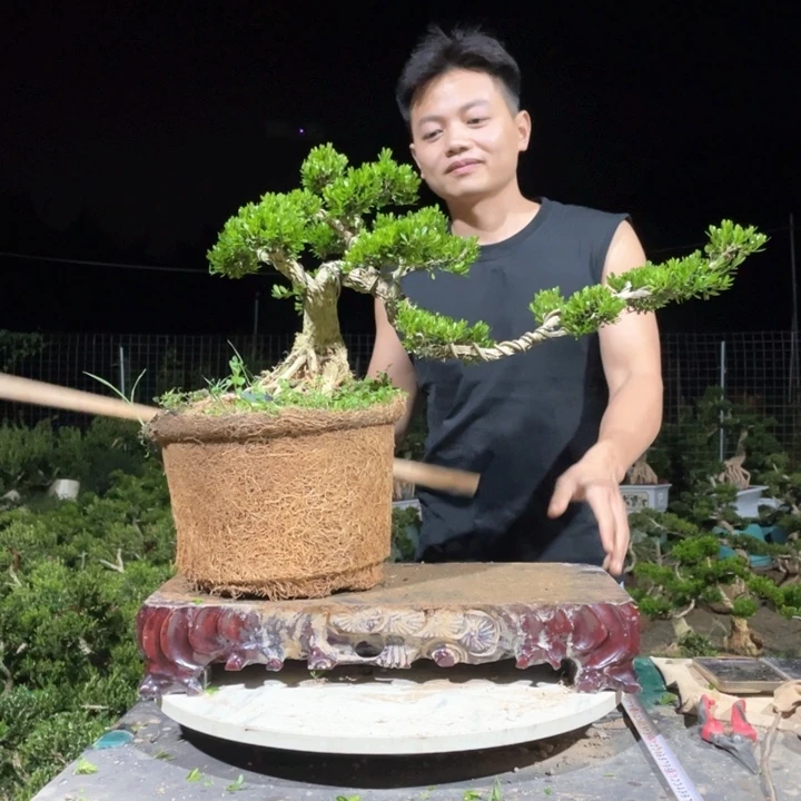 完全开放用****0黄杨盆景