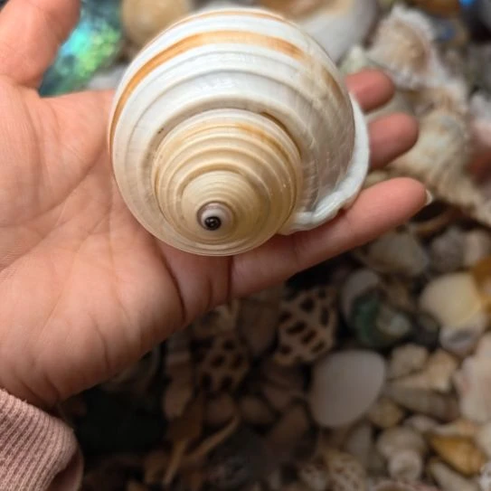 石材天然海螺贝壳寄居蟹替换壳