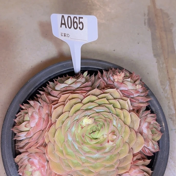 卤*昂一物一拍A065