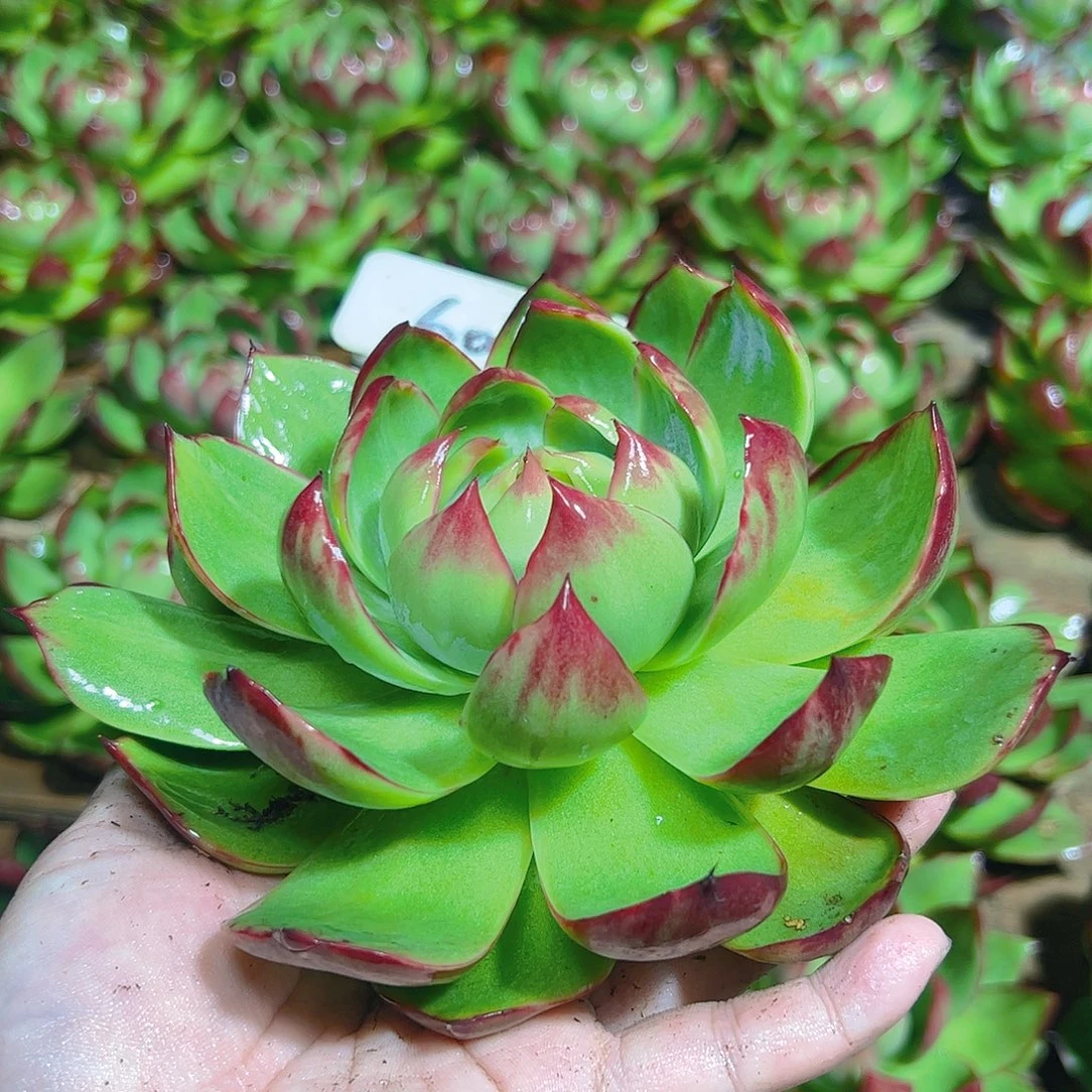 惊鸿仙子一物一拍6034号