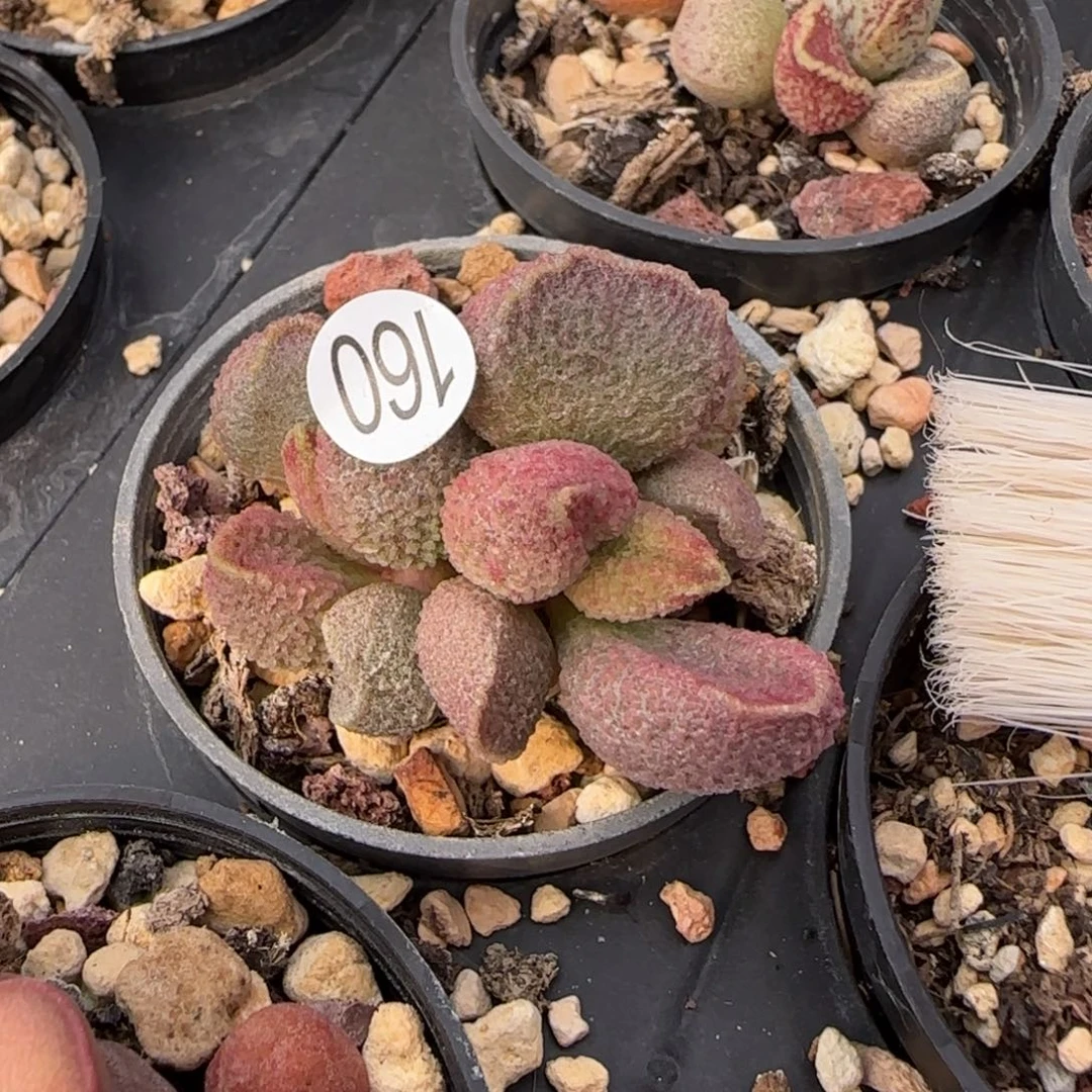 实生园艺水泡多肉植物10160