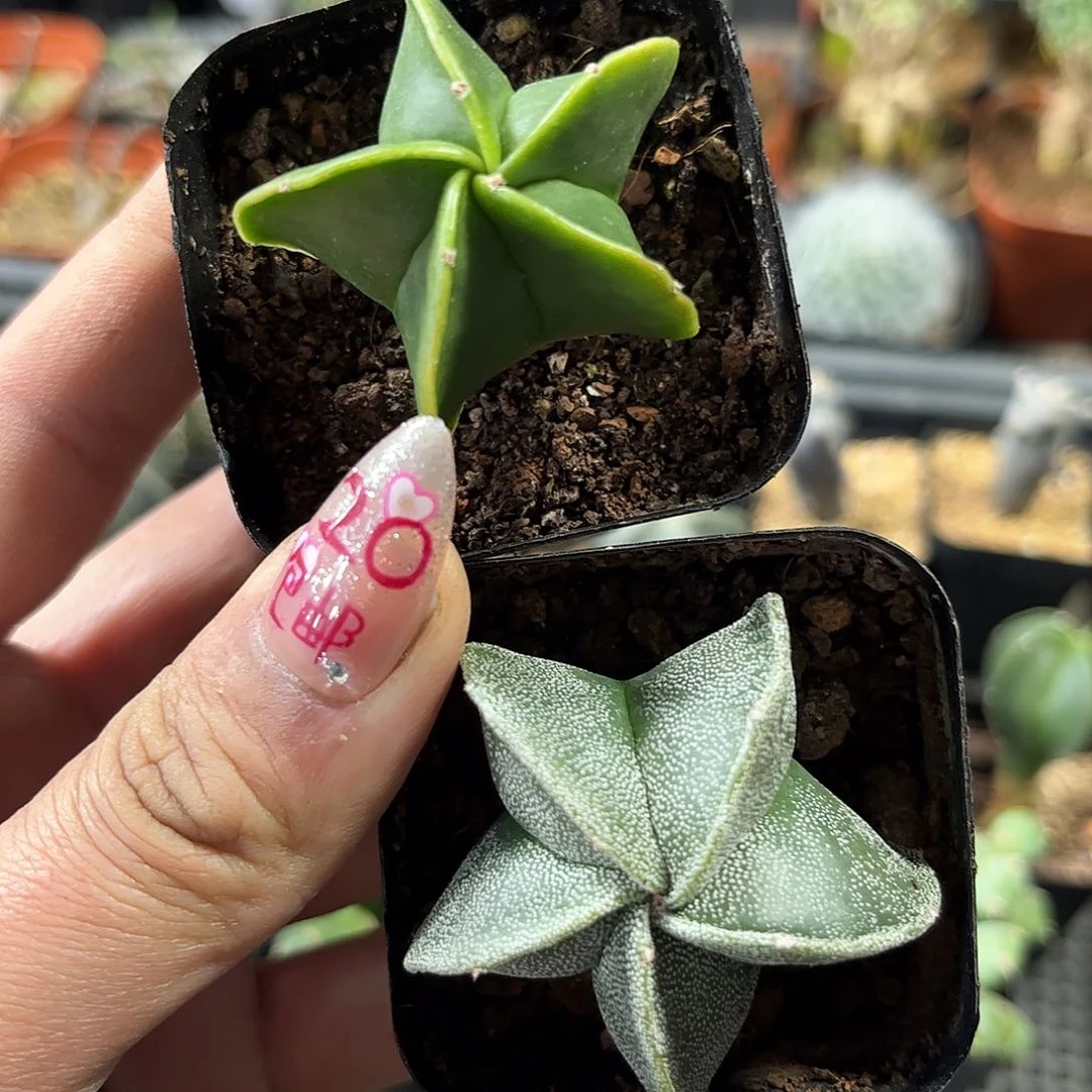 五角鸾凤玉组合单头发货有根