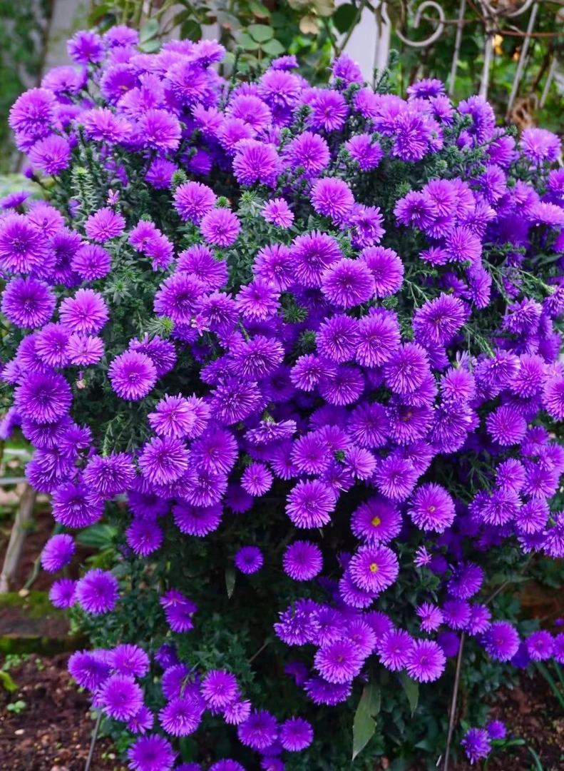 【翠菊】新手易养护盆栽阳台庭院花园多季节开花爆花植物