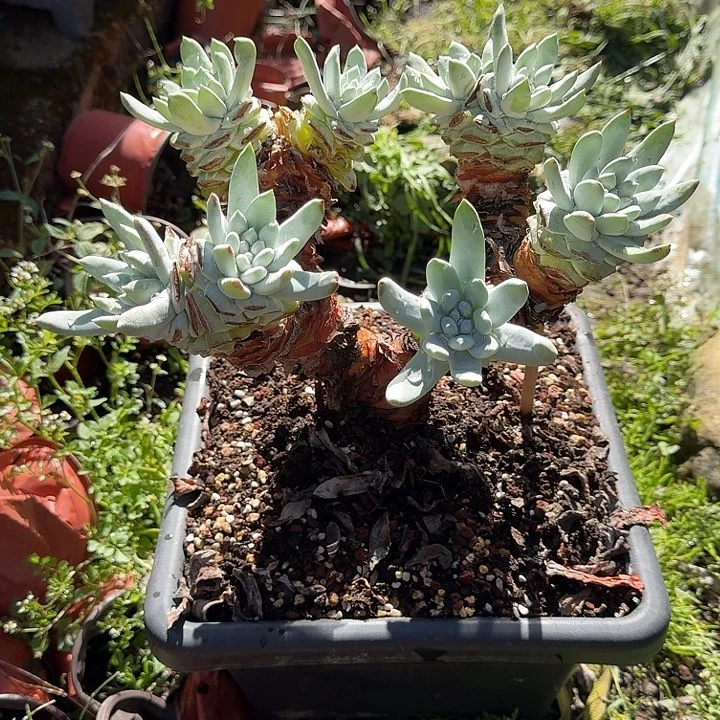 斌*拇指仙女杯一物一拍