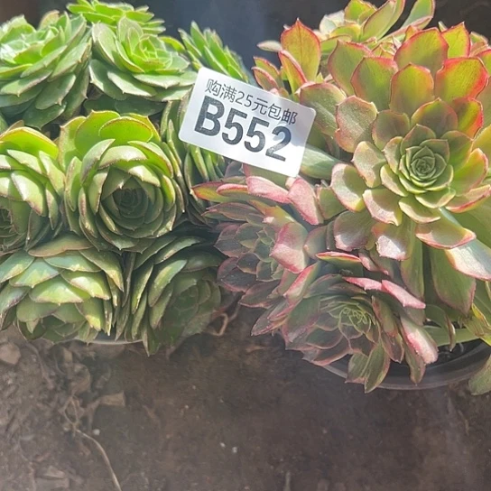 生****?多肉植物两个