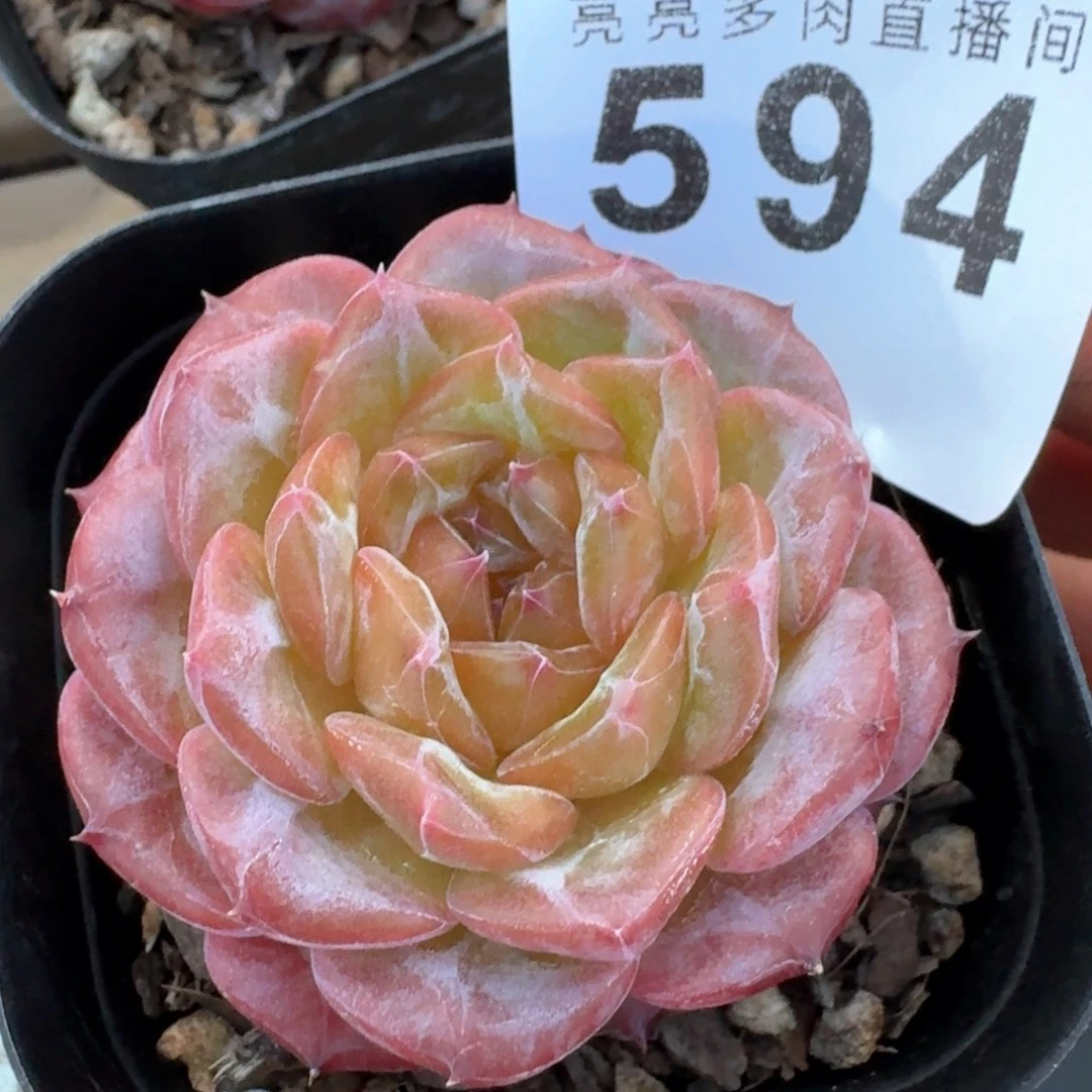 石榴籽琥珀            多肉植物