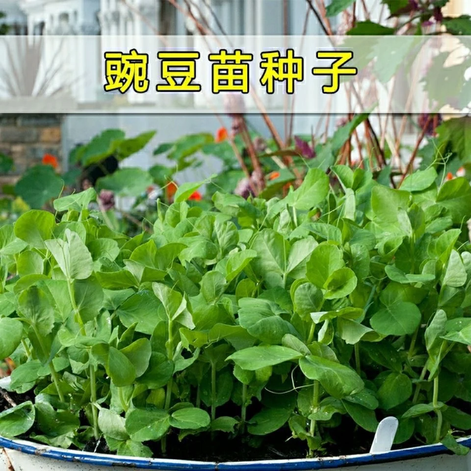豌豆尖种子无须豌豆尖种籽秋季南方豆苗青苗菜四季蔬菜种子