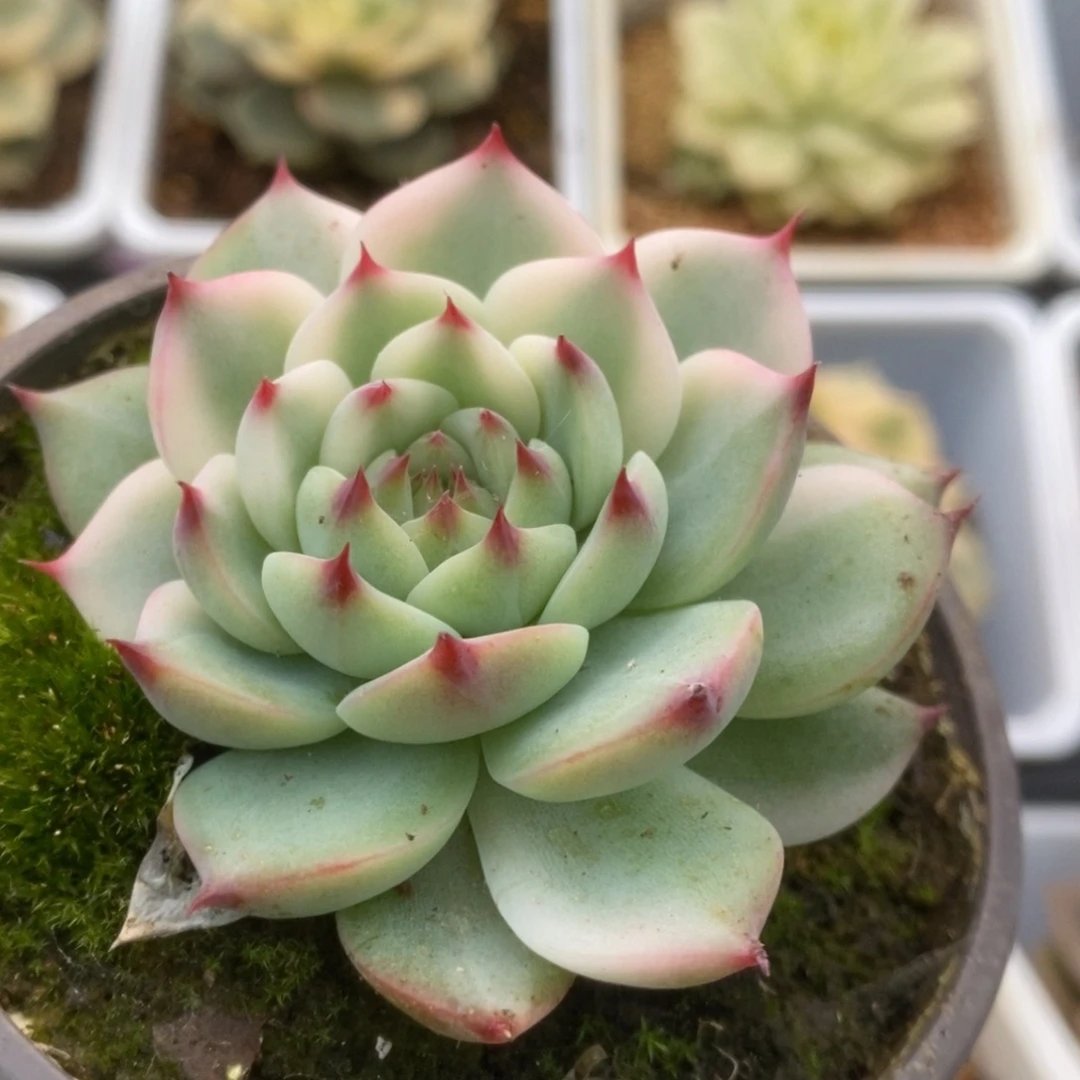 598锦锦锦锦锦锦锦锦
