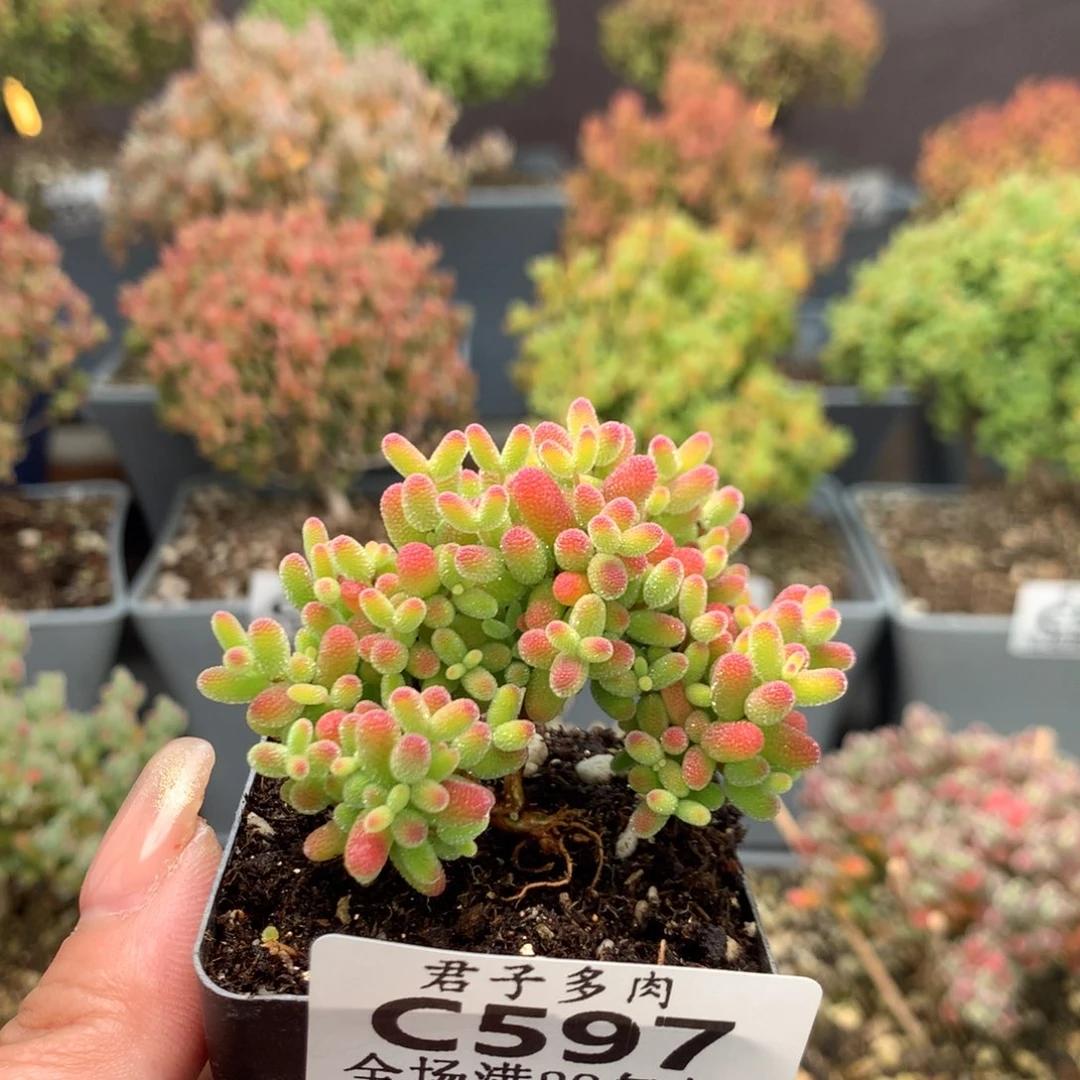 c597蜜橘枝干番杏