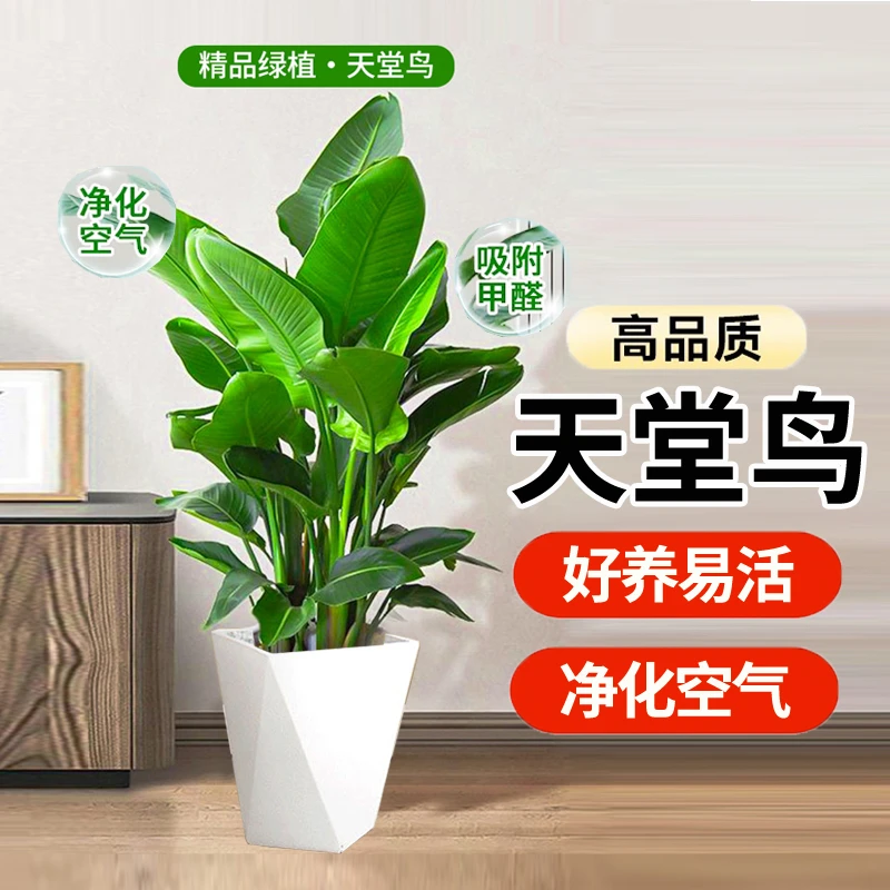 【亏米冲量】天堂鸟90-100cm室内客厅大型绿植净化空气好养易活