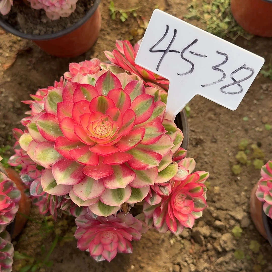 4538倾城多肉法师多肉法师