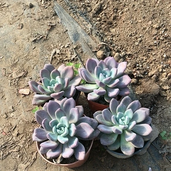 奥普琳娜四盆多肉植物