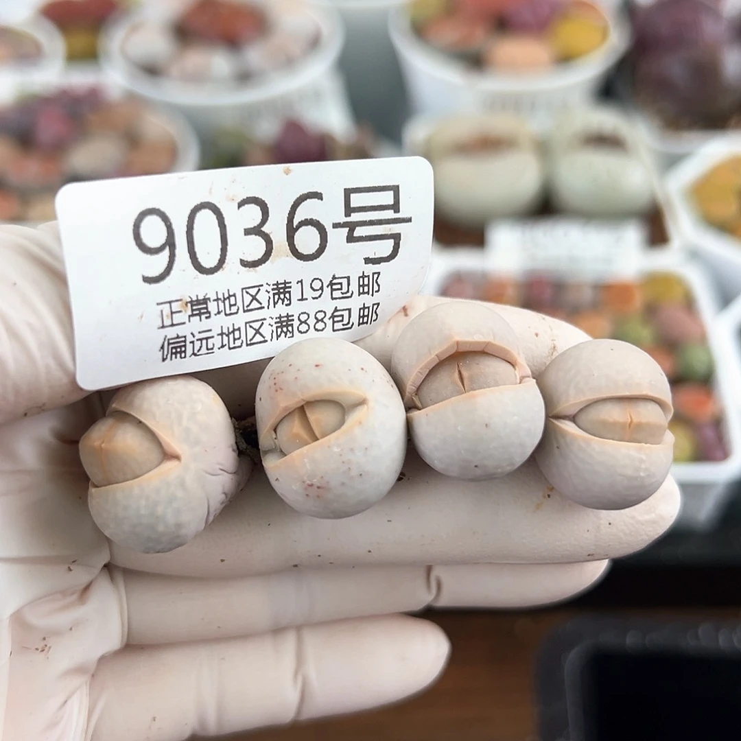 好养易活生石花大母本9036