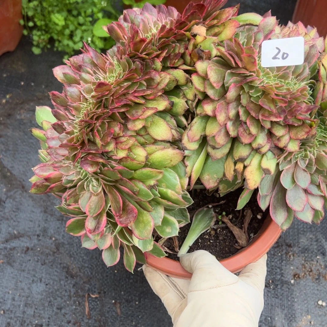 20黑魔锦缀多肉椅子